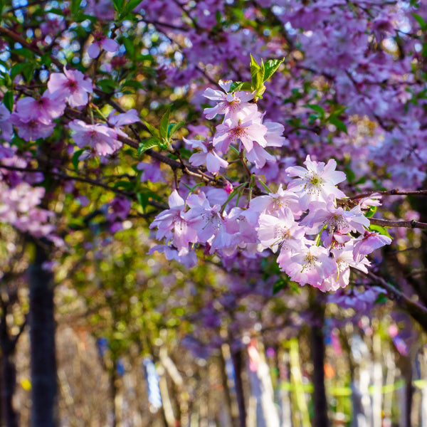 Autumnalis Higan Cherry - Cherry - Flowering Trees