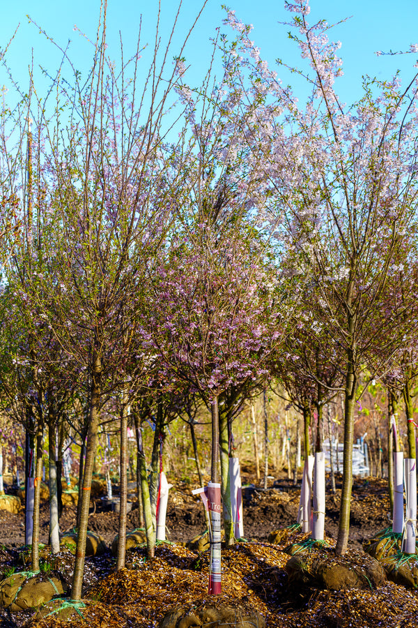 Autumnalis Higan Cherry - Cherry - Flowering Trees
