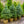 Load image into Gallery viewer, Baby Blue Eyes Colorado Spruce - Spruce - Conifers
