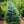 Load image into Gallery viewer, Baby Blue Eyes Colorado Spruce - Spruce - Conifers
