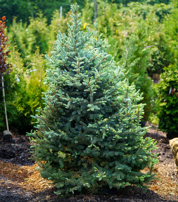 Baby Blue Eyes Colorado Spruce - Spruce - Conifers