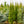 Load image into Gallery viewer, Columnar Norway Spruce - Spruce - Conifers
