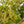Load image into Gallery viewer, Effusa Juniper - Juniper - Conifers
