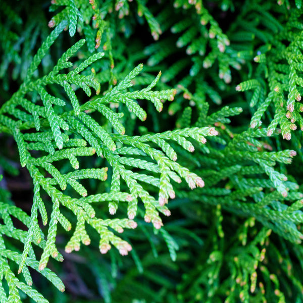 Emerald Green Arborvitae - Arborvitae - Conifers
