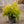 Load image into Gallery viewer, Lemon Thread False Cypress - Cypress - Conifers
