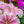 Load image into Gallery viewer, Lewisia Rainbow Mix - Other Perennials - Perennials
