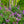 Load image into Gallery viewer, Sensation Lilac - Lilac - Shrubs
