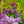 Load image into Gallery viewer, Sensation Lilac - Lilac - Shrubs
