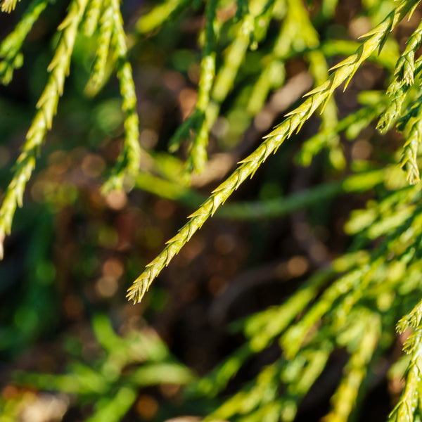 Sungold Thread-Branch Cypress - Cypress - Conifers