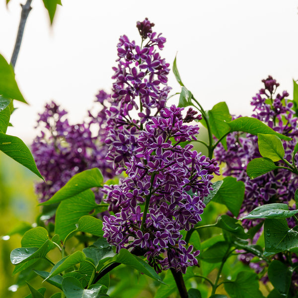 Sensation Lilac - Lilac - Shrubs