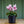 Load image into Gallery viewer, Cyclamen - Other Houseplants - Houseplants
