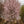 Load image into Gallery viewer, Autumnalis Higan Cherry - Cherry - Flowering Trees
