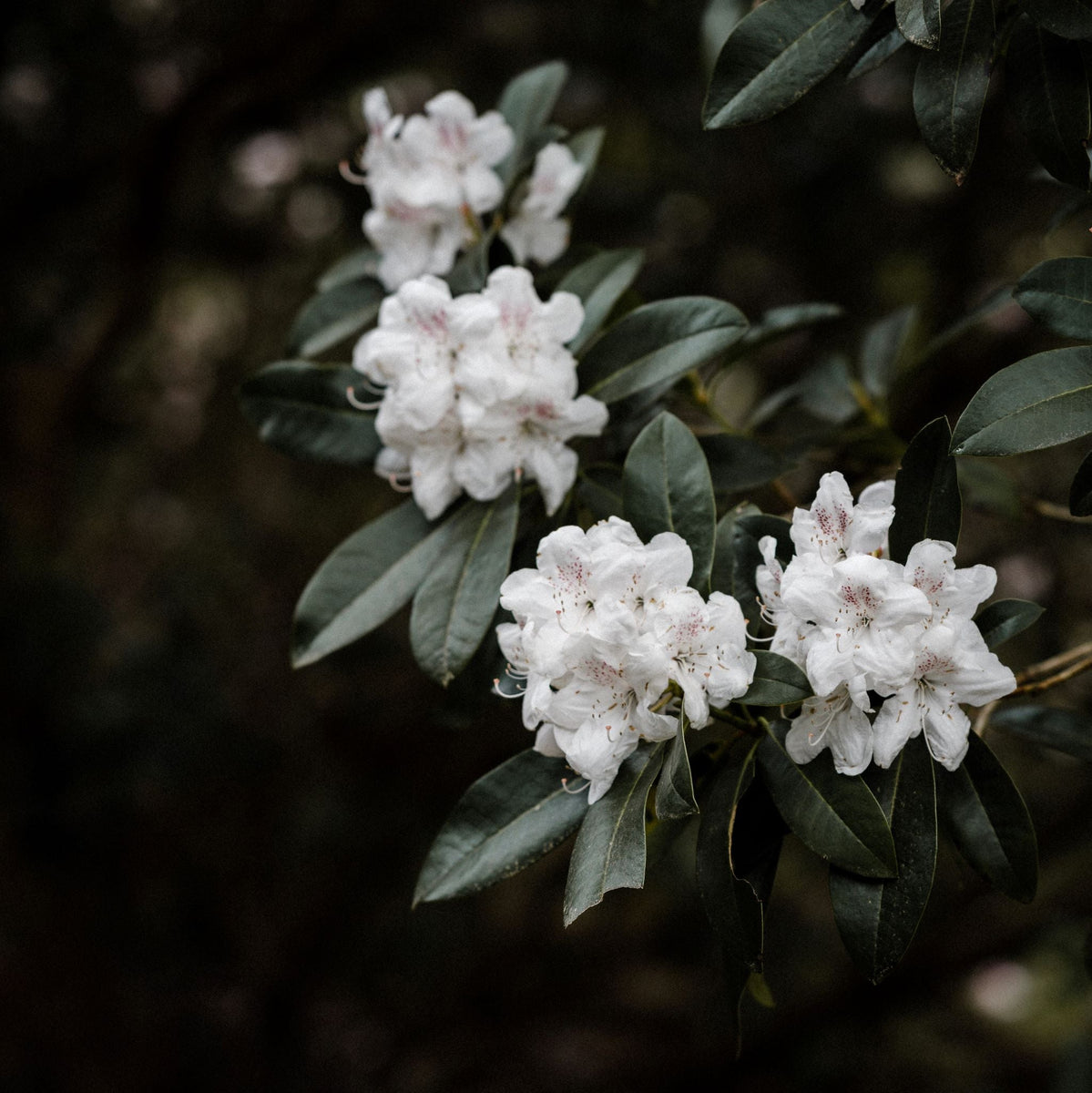 Shrubs – Page 42 – Plant Detectives