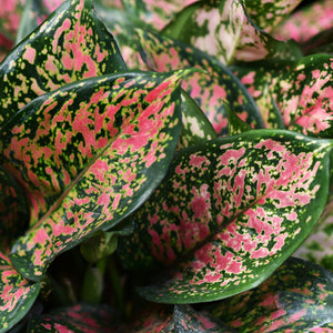 Aglaonema