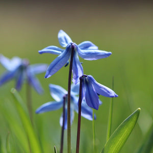 Amsonia