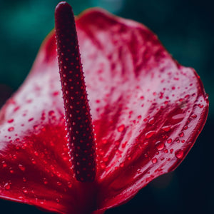 Anthurium