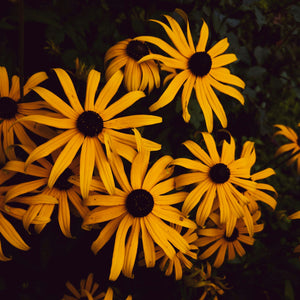 Rudbeckia