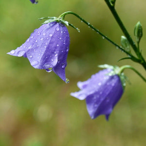 Campanula