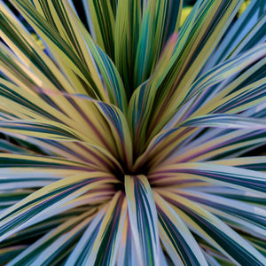 Cordyline