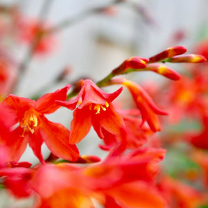 Crocosmia