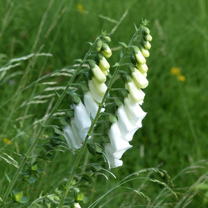 Digitalis