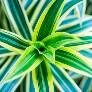 Dracaena