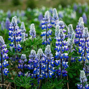 Lupinus