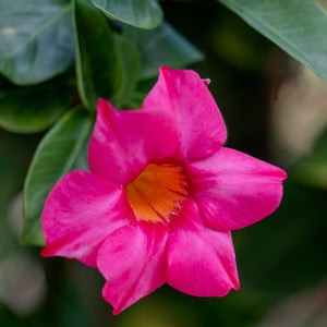 Mandevilla