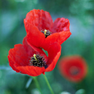 Papaver