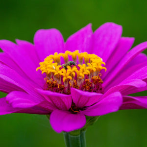 Zinnia