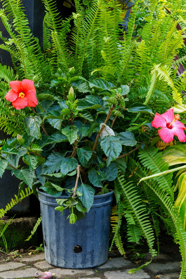 Hibiscus Bush - Other Annuals - Annuals