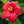 Load image into Gallery viewer, Hibiscus Bush - Other Annuals - Annuals
