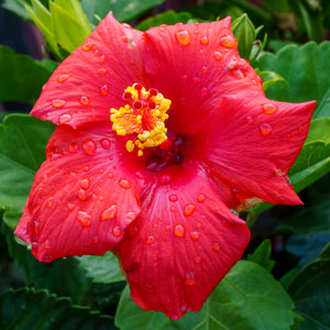 Hibiscus Bush - Other Annuals - Annuals