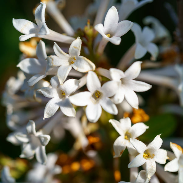 Agnes Smith Lilac - Lilac - Shrubs