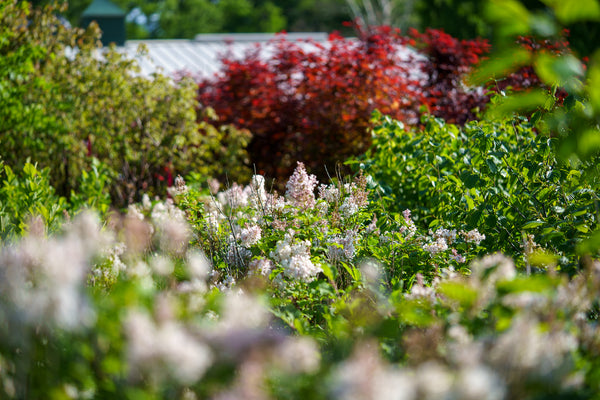 Agnes Smith Lilac - Lilac - Shrubs