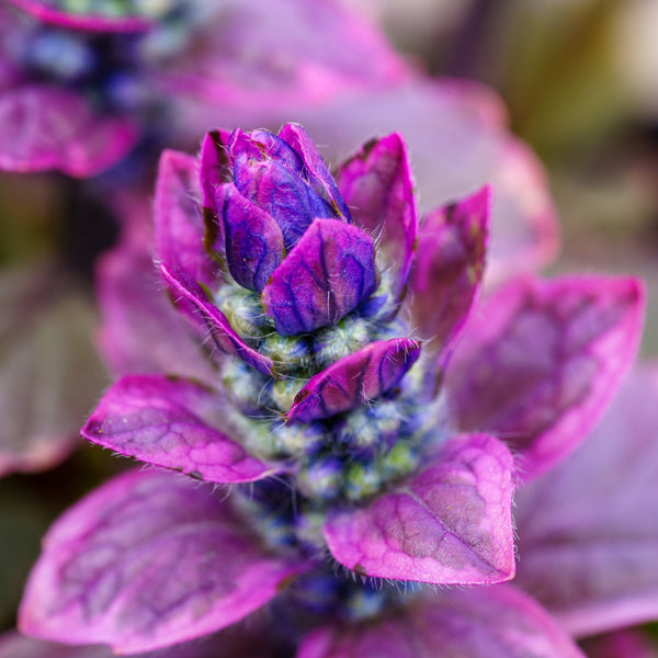 Burgundy Glow Bugleweed - Ajuga - Perennials