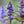 Load image into Gallery viewer, Chocolate Chip Bungleweed - Ajuga Early Spring - Perennials
