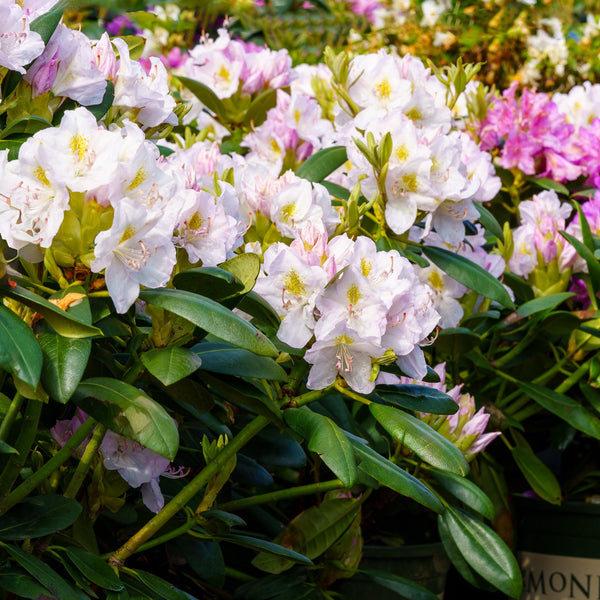 White Catawba Rhododendron - Rhododendron - Shrubs