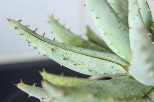 Kitchen houseplants aloe