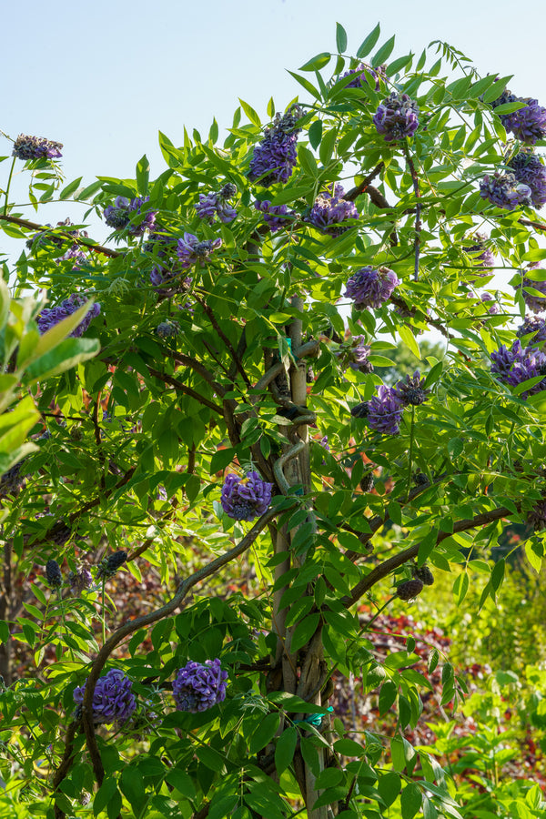 Amethyst Falls American Wisteria - Wisteria - Shrubs