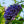 Load image into Gallery viewer, Amethyst Falls American Wisteria - Wisteria - Shrubs
