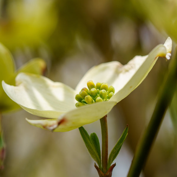 Jean's Appalachian Snow Dogwood - Dogwood Tree - Flowering Trees