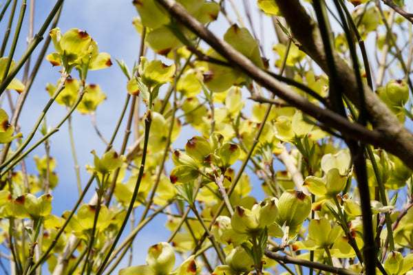 Jean's Appalachian Snow Dogwood - Dogwood Tree - Flowering Trees