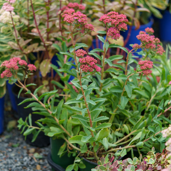 Abbeydore Stonecrop