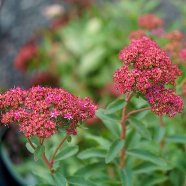 Abbeydore Stonecrop