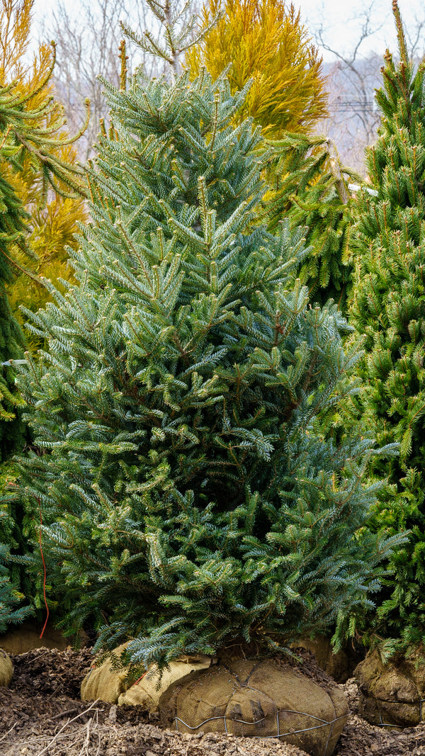 Horstmann's Siberlocke Korean Fir - Fir - Conifers