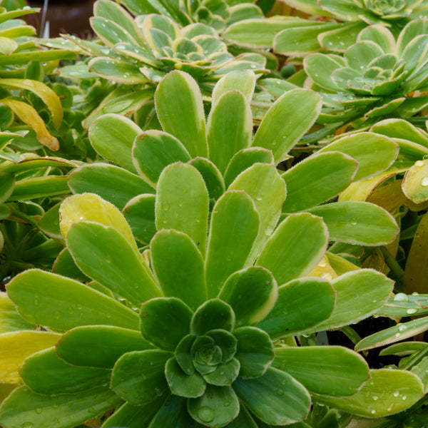 Luteovariegatum Aeonium - Succulents - Houseplants