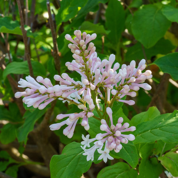 Agnes Smith Lilac - Lilac - Shrubs