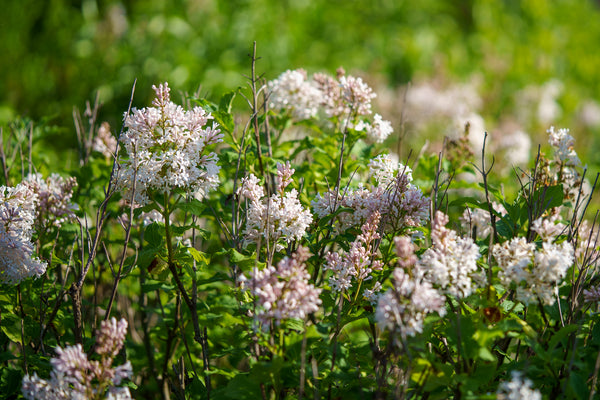 Agnes Smith Lilac - Lilac - Shrubs