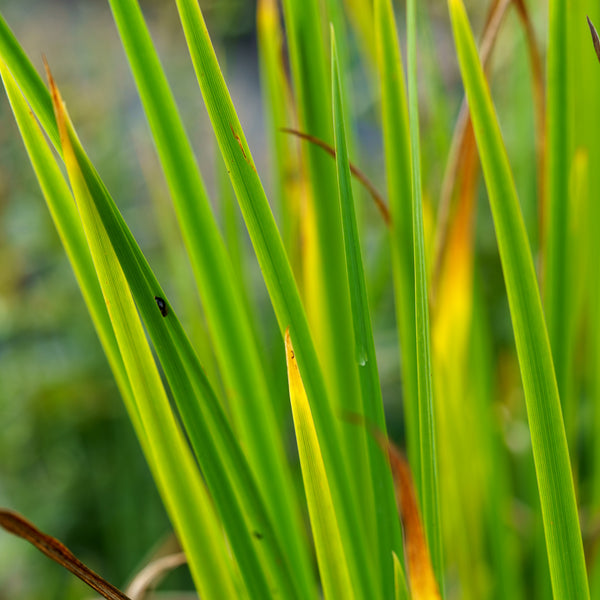 Agoga-Kujyo Japanese Iris